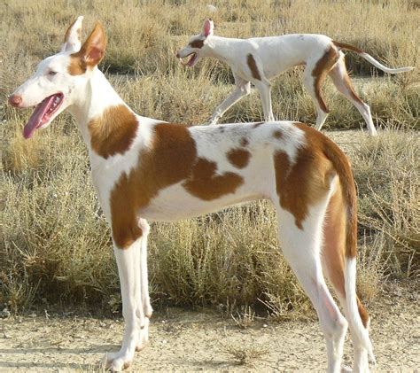 venta de podencos ibicencos en valencia|Podenco Ibicenco Perros Raza